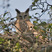 Dusky Eagle-Owl
